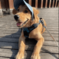 🔥Outdoor Sun Protection Hood For Dogs（50% OFF）