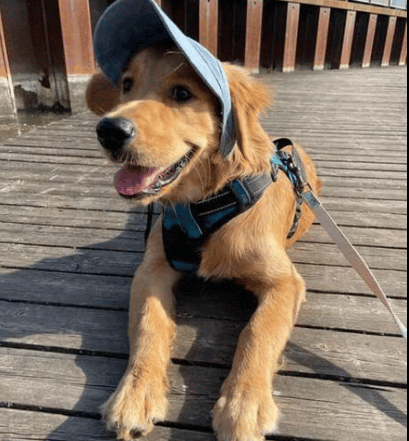 🔥Outdoor Sun Protection Hood For Dogs（50% OFF）