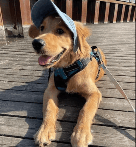 🔥Outdoor Sun Protection Hood For Dogs（50% OFF）