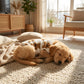 ⏳Time-Limited Special⏰ Plush Pet Vest – Warm, Cozy & Easy to Wear🐻